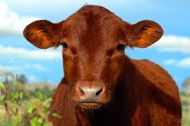 young red cow